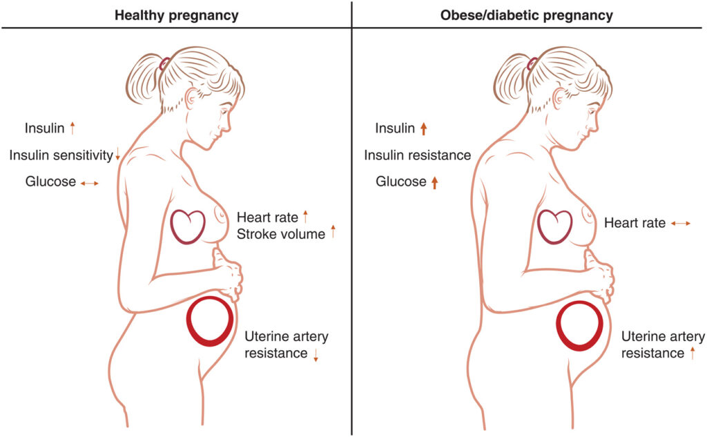 Risks and Prevention in Diabetic Pregnancies: Key Fetal Development Considerations